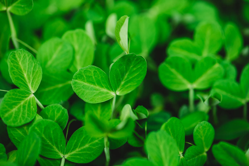 Micro Garden Microgreens Kit - Pea Shoots