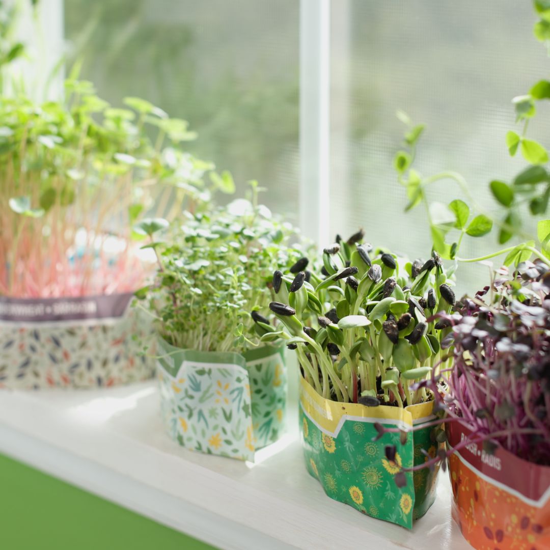 Holiday Mix - Micro Garden Kit