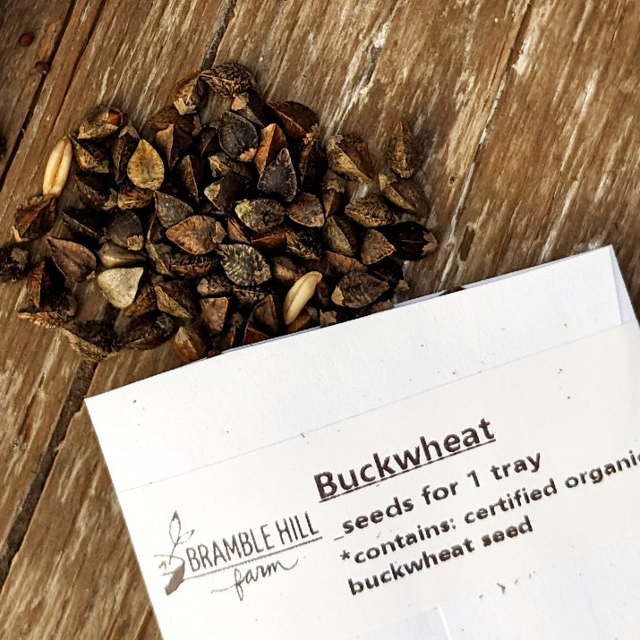 Bramble Hill Farm micro gardens for microgreens buckwheat