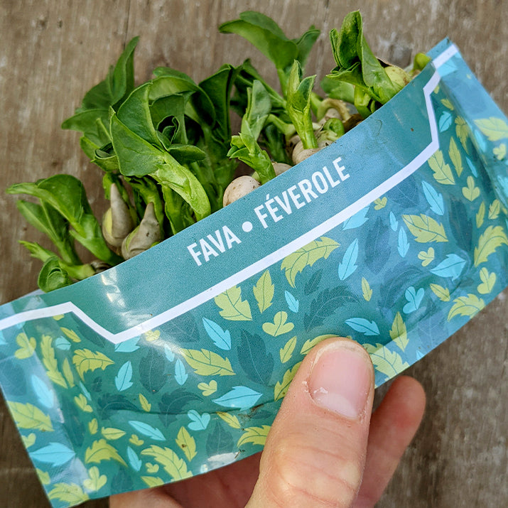 Bramble Hill Farm fava microgreen micro garden fully grown