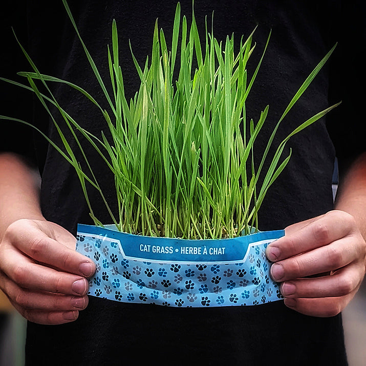 Cat Grass grown