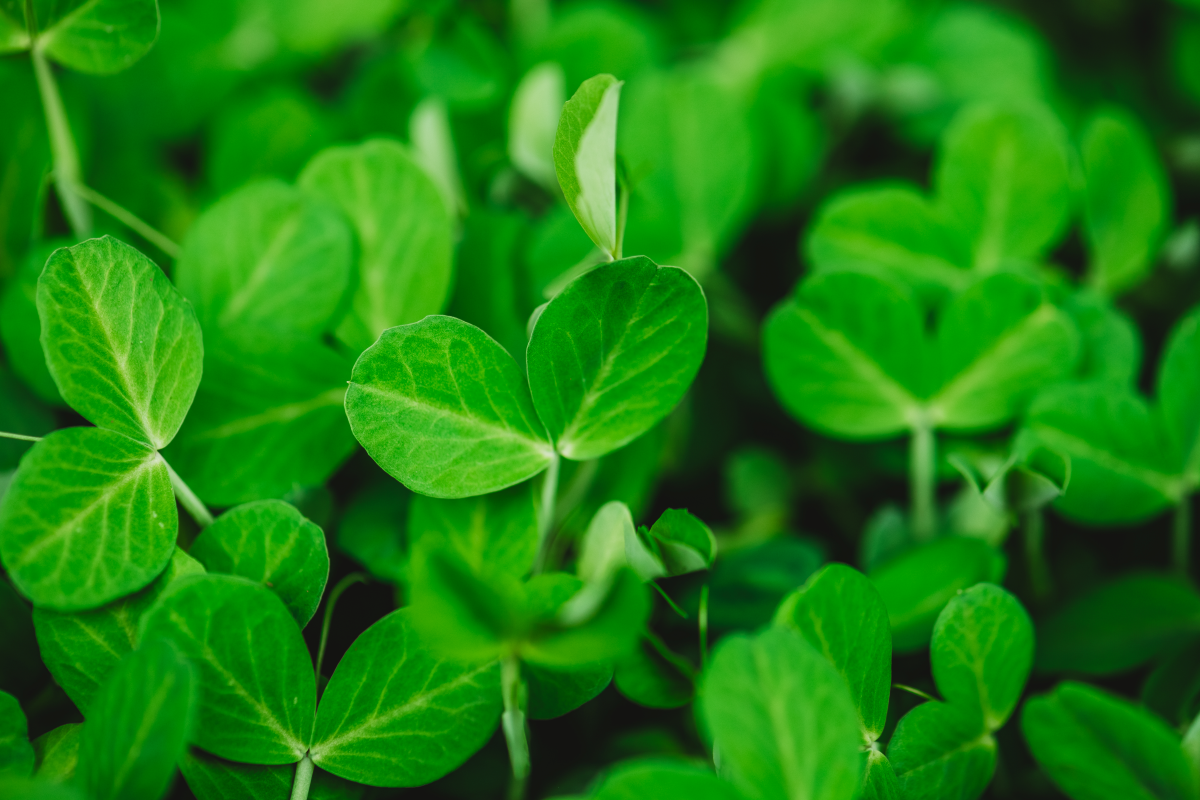 Microgreen leaves