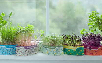 Our Best Value — 6-Pack Microgreen & Sprout Bundle!