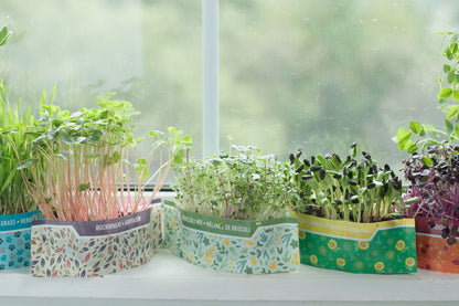 3-Pack Mixed Variety Kits - Pea Shoot, Sunflower Shoot, & Broccoli Mix