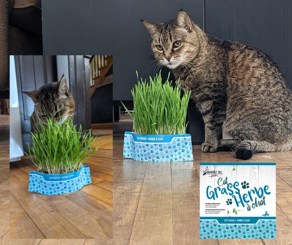 6-Pack: Microgreens  & Cat Grass Bundle