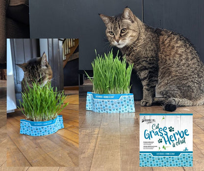 6-Pack: Microgreens  & Cat Grass Bundle