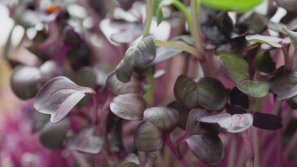 Our Best Value — 6-Pack Microgreen & Sprout Bundle!