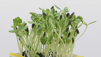 Microgreens Monthly Subscription