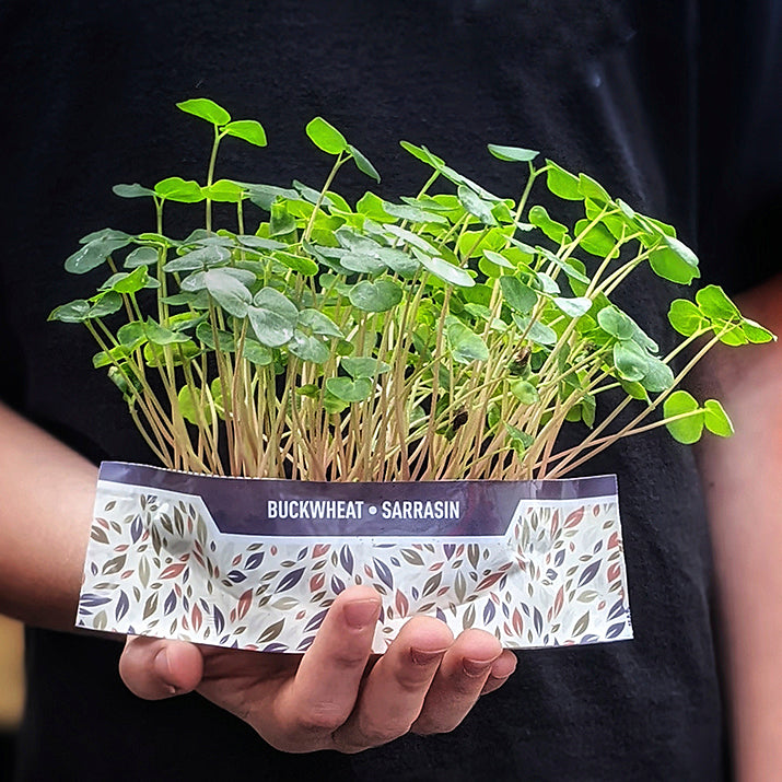 Buckwheat grown