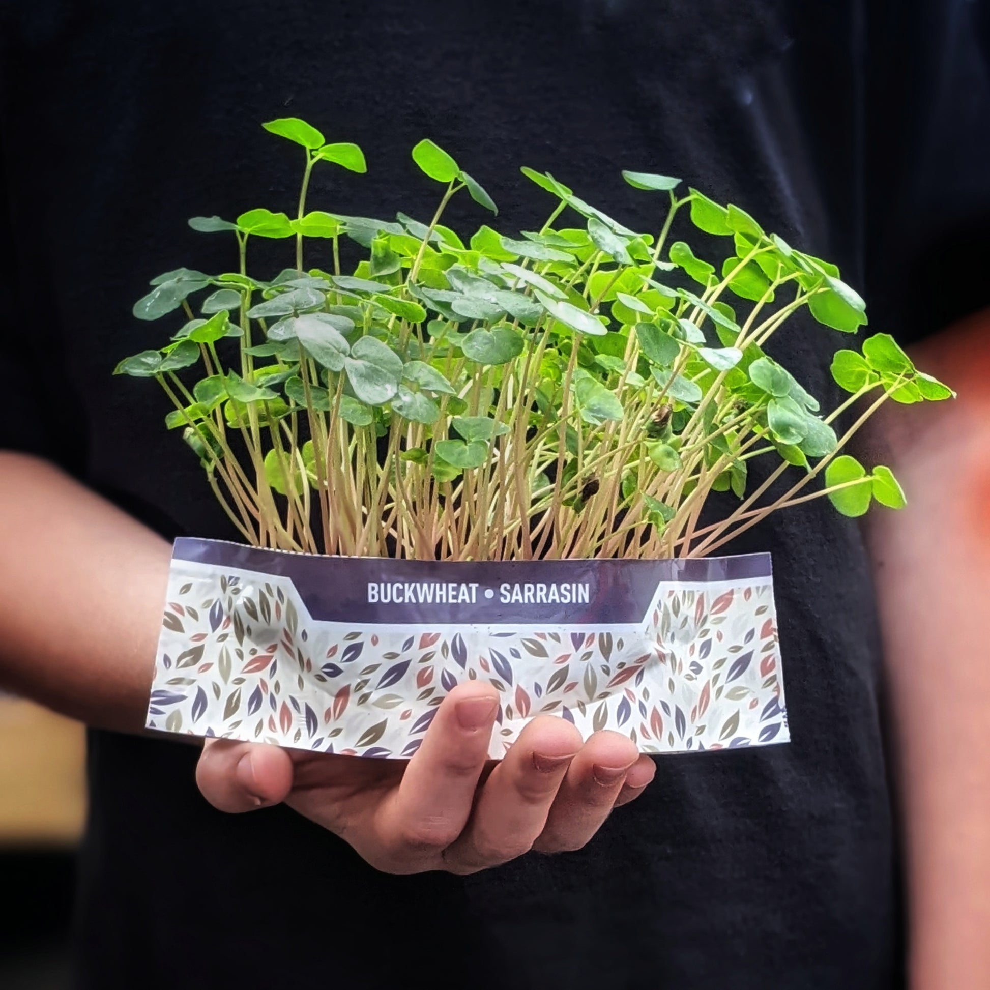 Bramble Hill Farm micro gardens for microgreens buckwheat fully grown