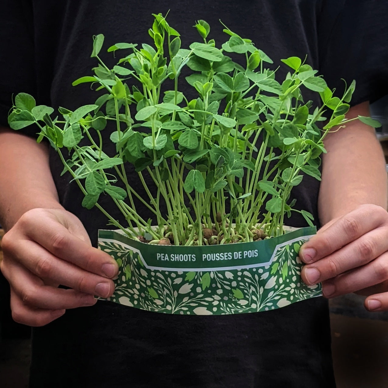 Bramble Hill Farm micro gardens for microgreens pea shoots fully grown